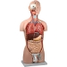 MODELLO TORSO DUAL SEX - 25 parti + cd rom - 23x33xh.90cm