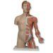 MODELLO DI LUSSO TORSO BISESSUATO + BRACCIO CON MUSCOLI - 33 parti - 90cm